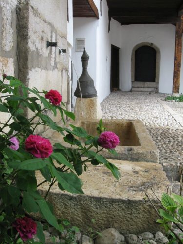 svrzina-ruza-djulbesecerka-mal.-for.1